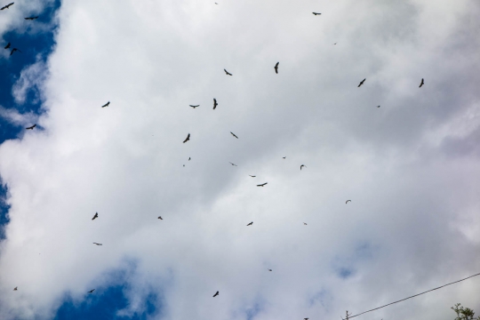 Birds of sky burial