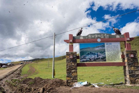 Birds of sky burial