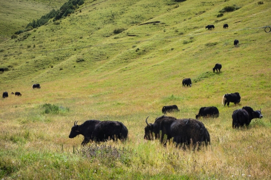 Yaks in the grasslands