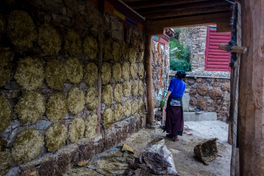Spreading yak poop on the wall to dry