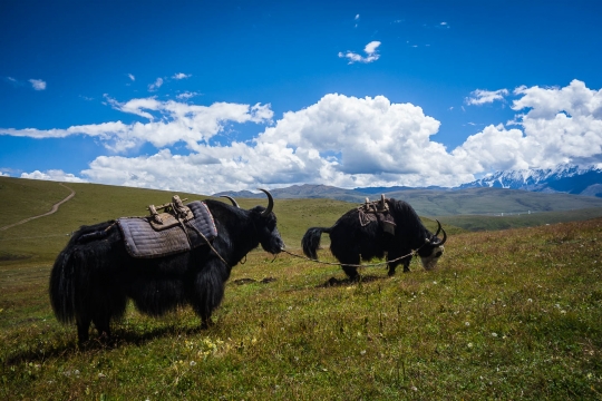 Yaks as transportation