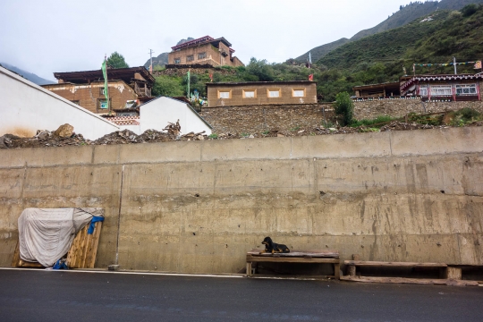 Dog resting in a village