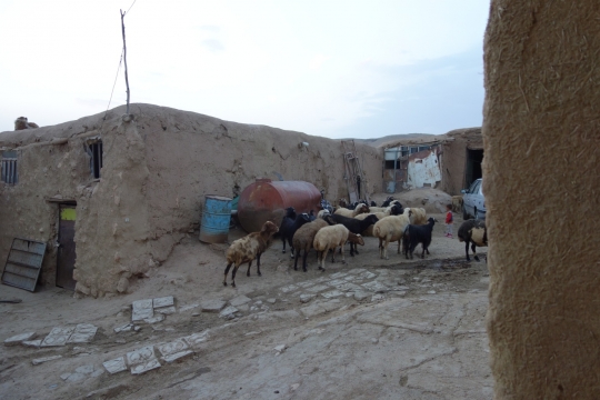 Bringing in the sheep
