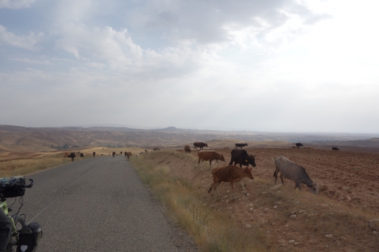 Cows on the road