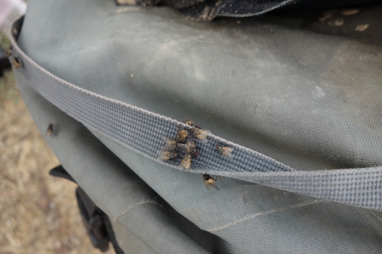 Huge amount of flies everywhere
