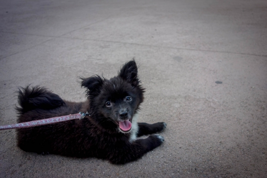 Taigom, the dog I volunteered to walk :)