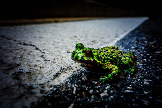 Frog!