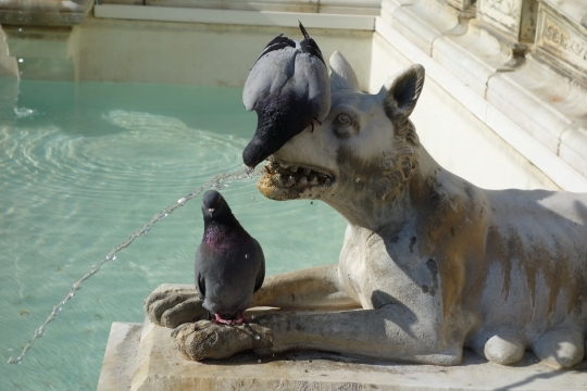 Fonte Gaia Il Campo