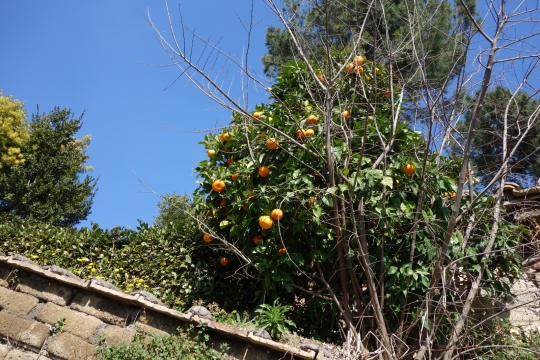 Orange tree