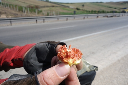 Figs!