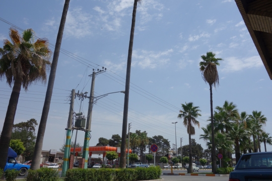 Palm trees in Gorgan