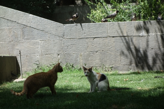 Cats and birds eating our leftover lunch