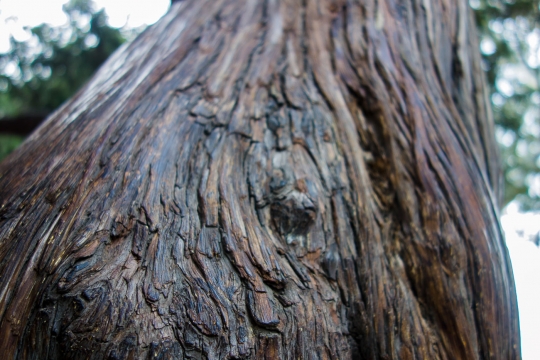Old trees in garden