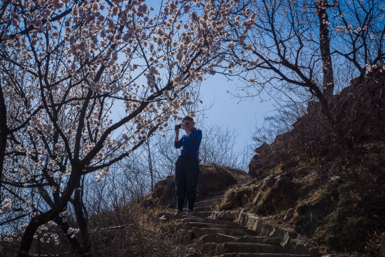 Photo of cherry blossoms