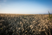 Fields of oats