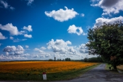 Colourfull field