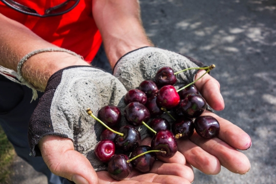 Picking great cherries!