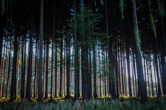 Shadowy forrest