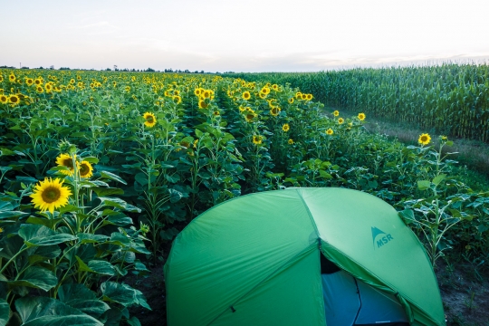 Camping inbetween sunflowers