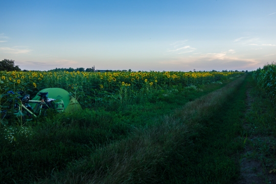 Camping inbetween sunflowers