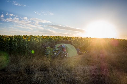 Camping with more sunflowers