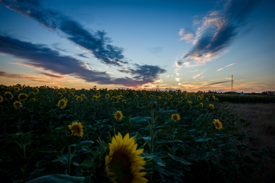 Camping with more sunflowers