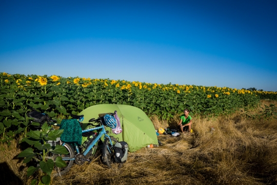 Camping with more sunflowers