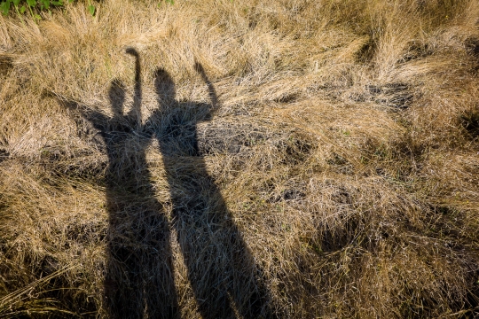 Shadows