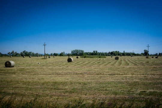 Field with hay