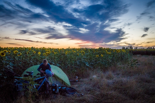 Camping with sunflowers again!