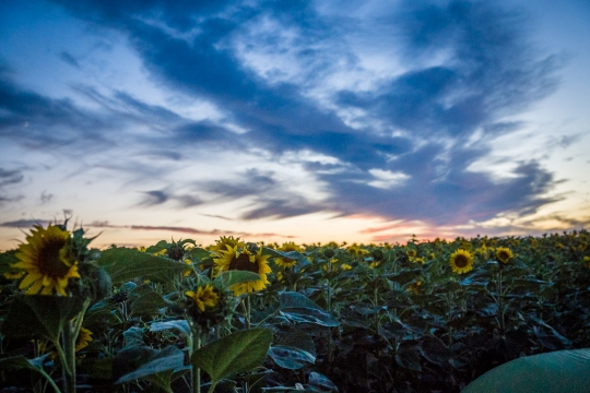 Camping with sunflowers again!