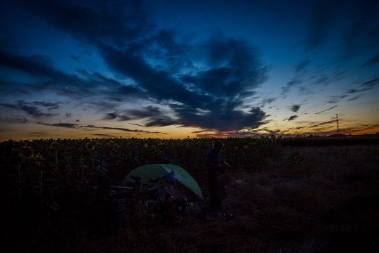 Camping with sunflowers again!