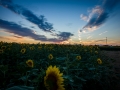 Camping with more sunflowers