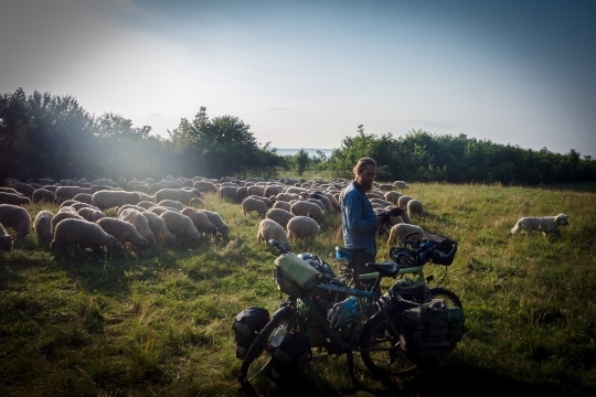 Sheep surrounding us