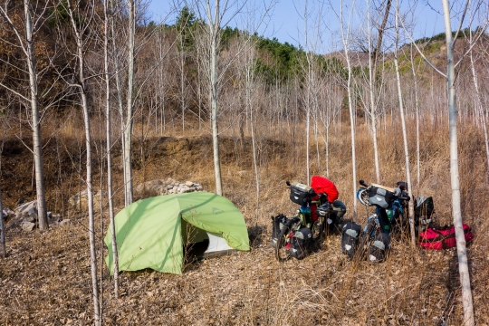 Great camping between birch trees