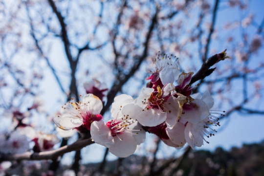 Blossom on the trees