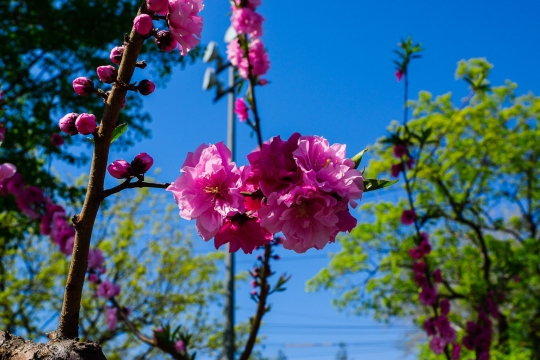 Cherry blossoms