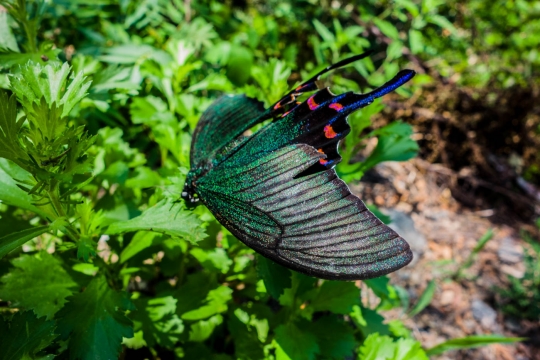 Buttterflies(Dead one)
