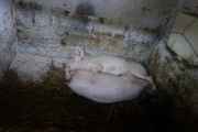 The pigs