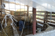 The sheep