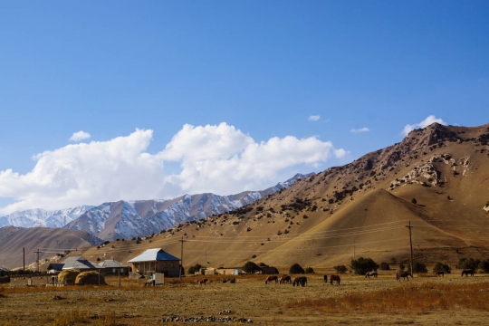 Kyrgyz horses grazing