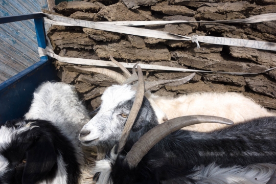 Goats in a truck in Sary Tash
