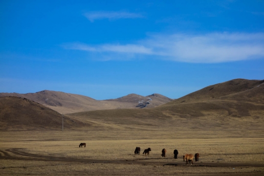 Horses on the plains