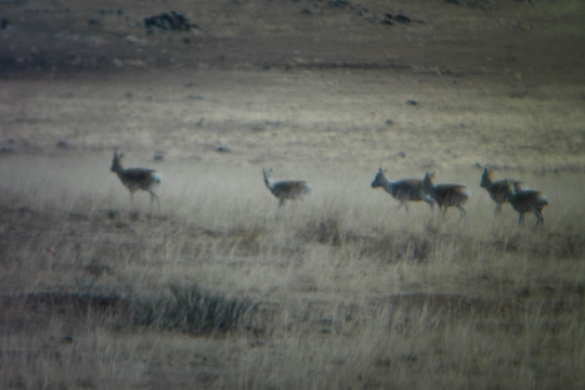 Gobi Deer