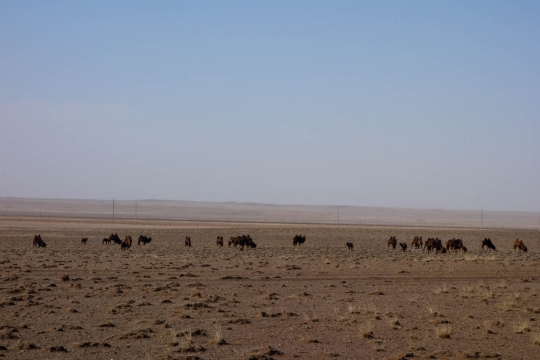 Camels