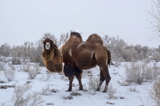 Camels