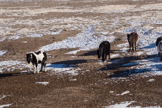 Horses with beard