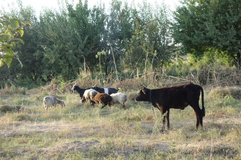 Camping between goats and cows