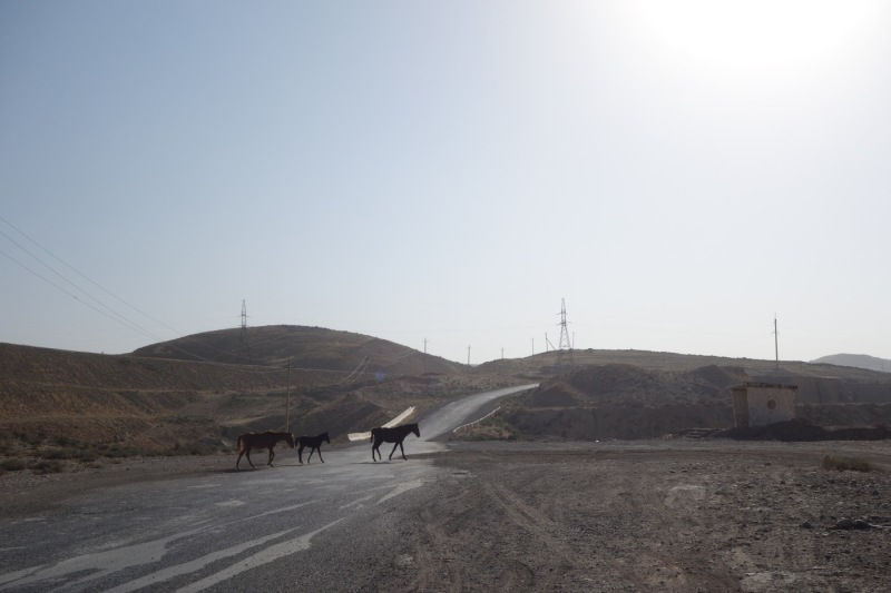Horses