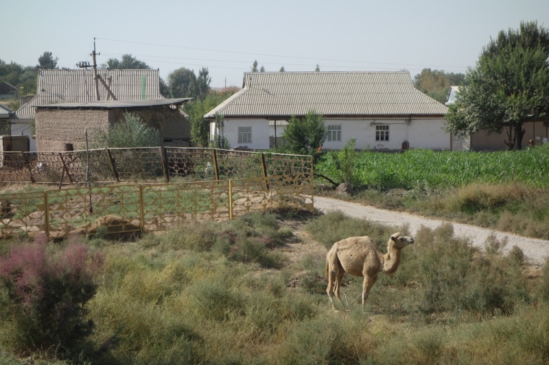 Camel??